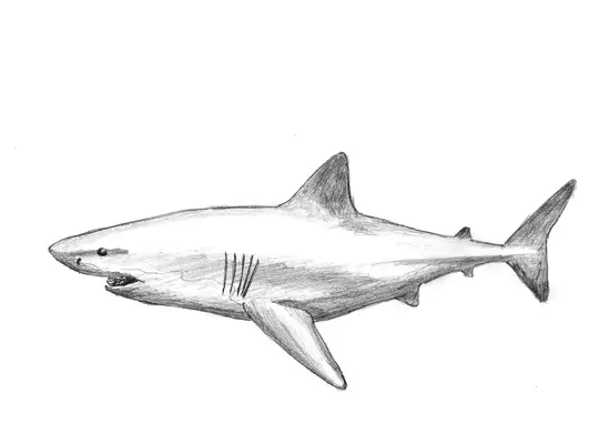 how to draw a nurse shark video step by step pictures how to draw sharks