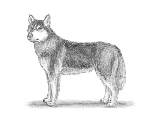 how to a husky easy husky drawing how to a husky easy husky drawing