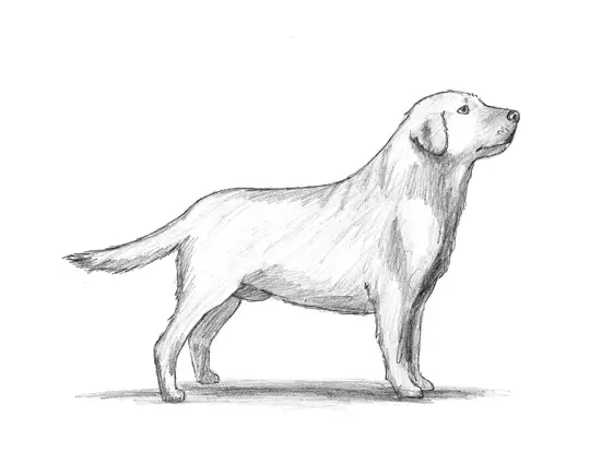 how to a lab puppy labrador puppy drawing how to a lab puppy labrador puppy drawing