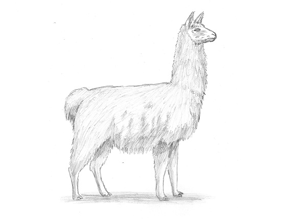 How to Draw a Llama