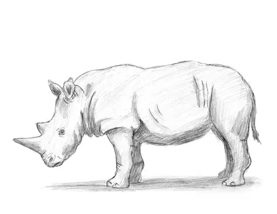 rhinoceros drawing rhinoceros drawing