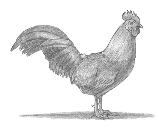 how to draw a rooster