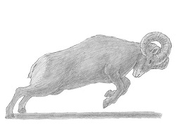 home how2drawanimals