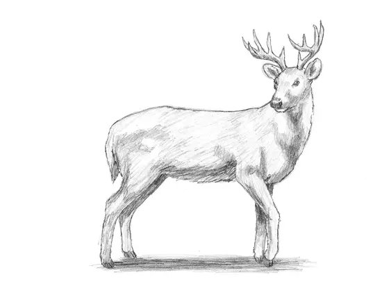 Draw White-Tailed Deer Draw White-Tailed Deer