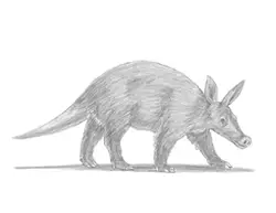 How to Draw an Aardvark Walking