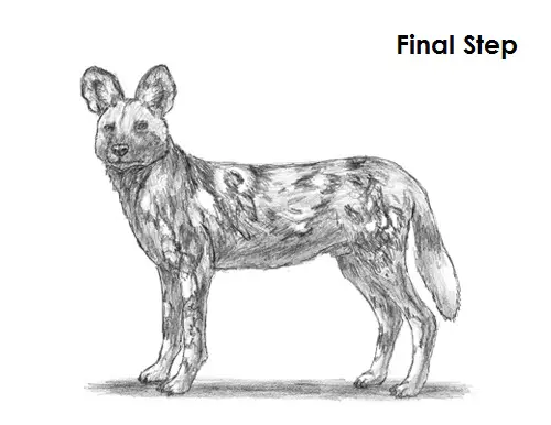 How to Draw an African Wild Dog