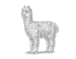 How to Draw an Alpaca Side View