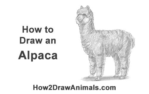 How to Draw an Alpaca Llama