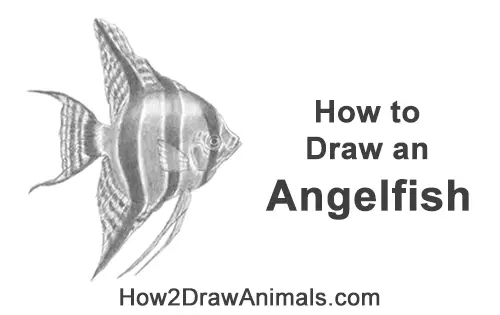 How to Draw an Altum Angelfish Blue Zebra Fish