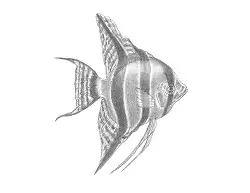 How to Draw an Angelfish Fish Side View
