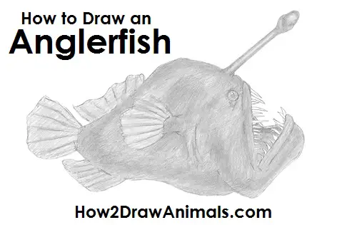 How to Draw an Anglerfish