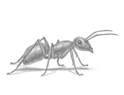 How to Draw a Carpenter Pavement House Ant Insect