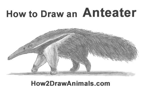 How to Draw a Giant Anteater