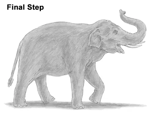 How to Draw an Asian Elephant
