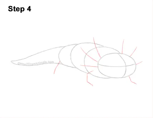 How to Draw an Axolotl Salamander 4