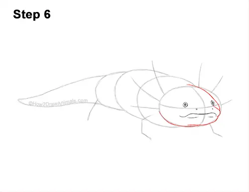 How to Draw an Axolotl Salamander 6