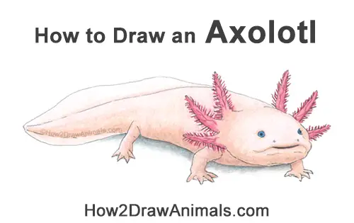 How to Draw an Axolotl Salamander Pink