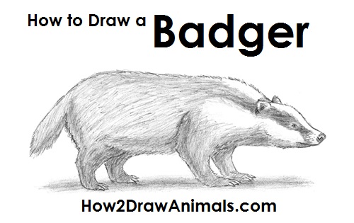Draw Badger