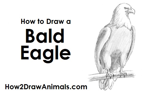 How to Draw a Bald Eagle Perching Side View