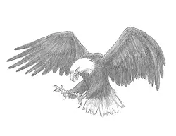 How to Draw a Bald Eagle Flying Hunting