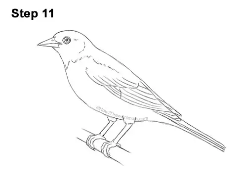 How to Draw a Baltimore Oriole Bird Side View 11