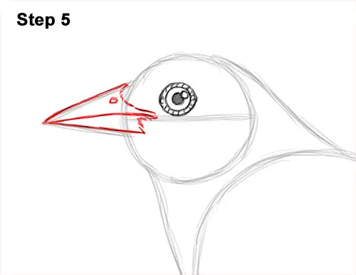 How to Draw a Baltimore Oriole Bird Side View 5