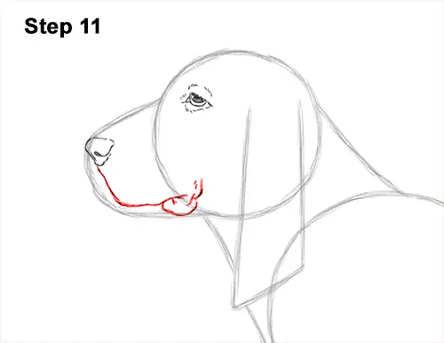 How to Draw a Basset Hound Puppy Dog Side View 11