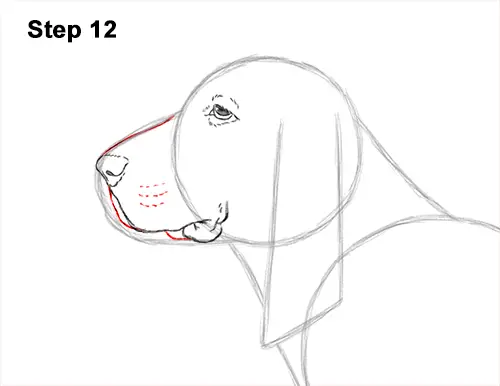 How to Draw a Basset Hound Puppy Dog Side View 12
