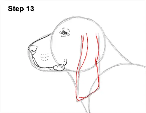 How to Draw a Basset Hound Puppy Dog Side View 13