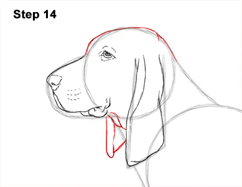 How to Draw a Basset Hound Puppy Dog Side View 14