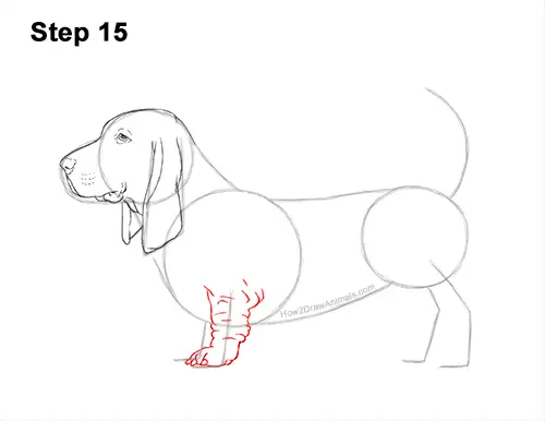 How to Draw a Basset Hound Puppy Dog Side View 15