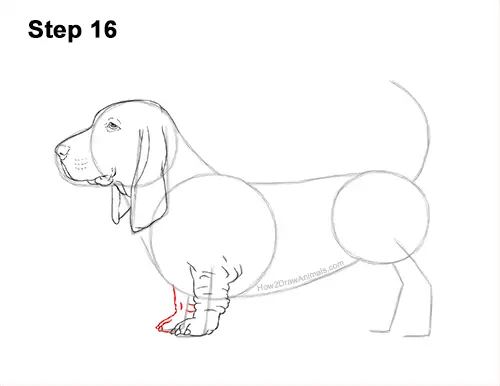 How to Draw a Basset Hound Puppy Dog Side View 16