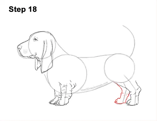 How to Draw a Basset Hound Puppy Dog Side View 18