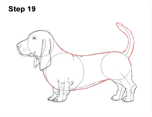 How to Draw a Basset Hound Puppy Dog Side View 19