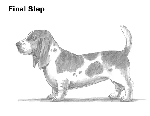 How to Draw a Basset Hound Puppy Dog Side View