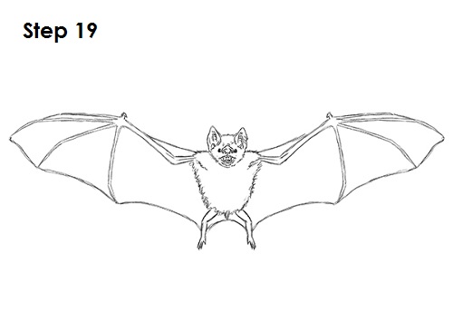 How to Draw a Bat