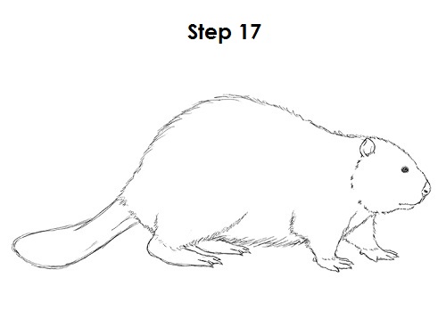 Draw Beaver 17