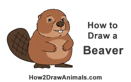 How to Draw Cute Cartoon Beaver