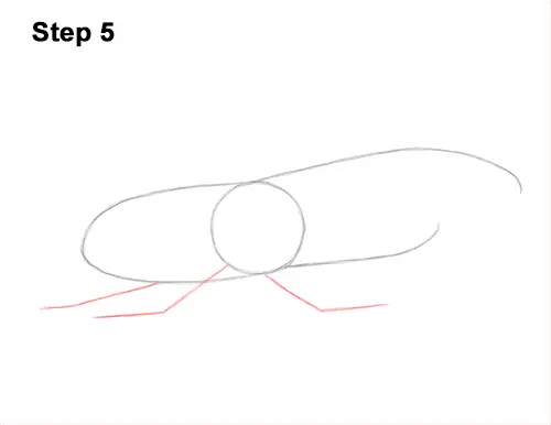 How to Draw a Hercules Rhino Beetle Bug 5