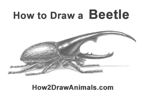 How to Draw a Hercules Rhino Beetle Bug