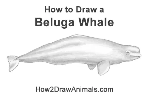 How to Draw a Beluga White Whale