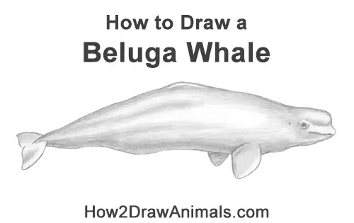 How to Draw a Beluga Whale VIDEO & Step-by-Step Pictures