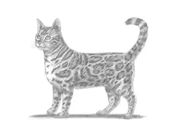 How to Draw a Cat Kitten Kitty Bengal