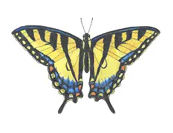How to Draw a Tiger Swallowtail Butterfly Color