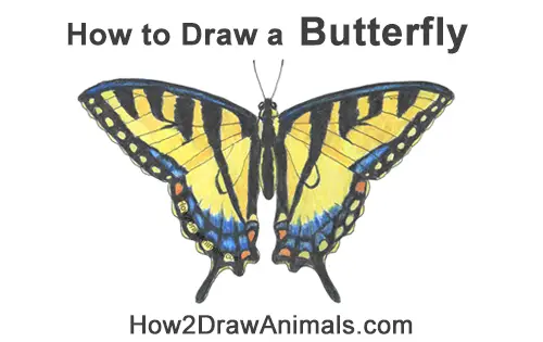 How to Draw a Yellow Eastern Tiger Swallowtail Butterfly