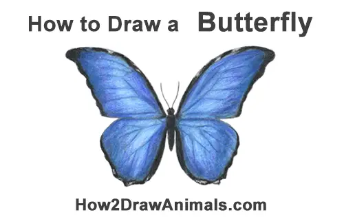 How to Draw a Blue Morpho Butterlfy