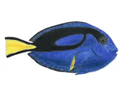 How to Draw a Royal Blue Tang Fish