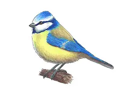 How to Draw a Blue Tit Bird Color