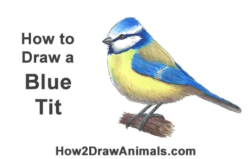 How to Draw a Eurasian Blue Tit Bird
