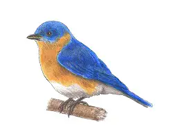 How to Draw a Bluebird Bird Color